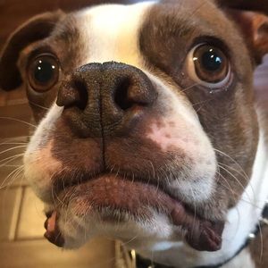 Meet your Posher, Maddie